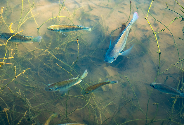 四川魚寶飼料有限公司